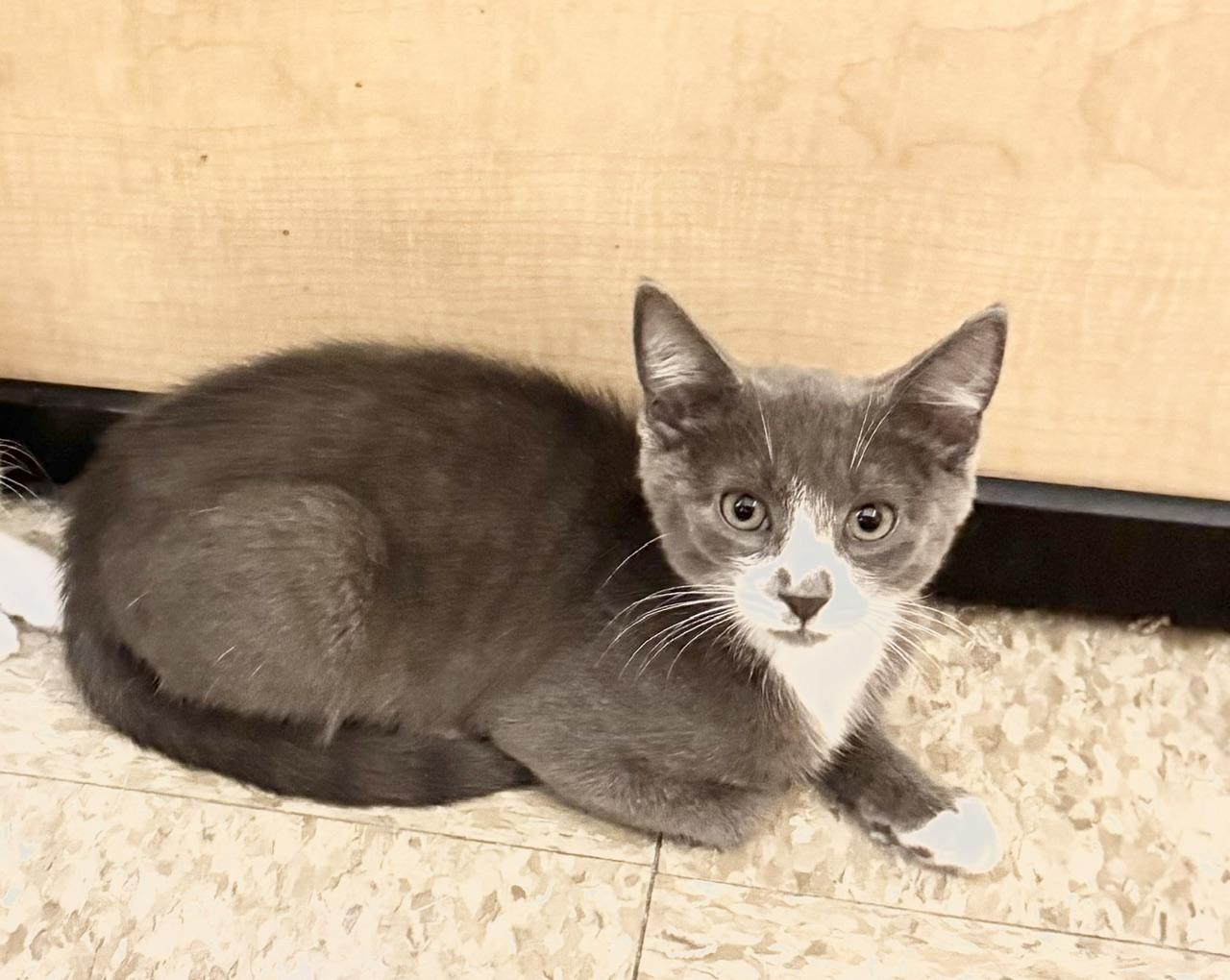 Phin, ADOPTABLE, Kitten Male Domestic Short Hair.