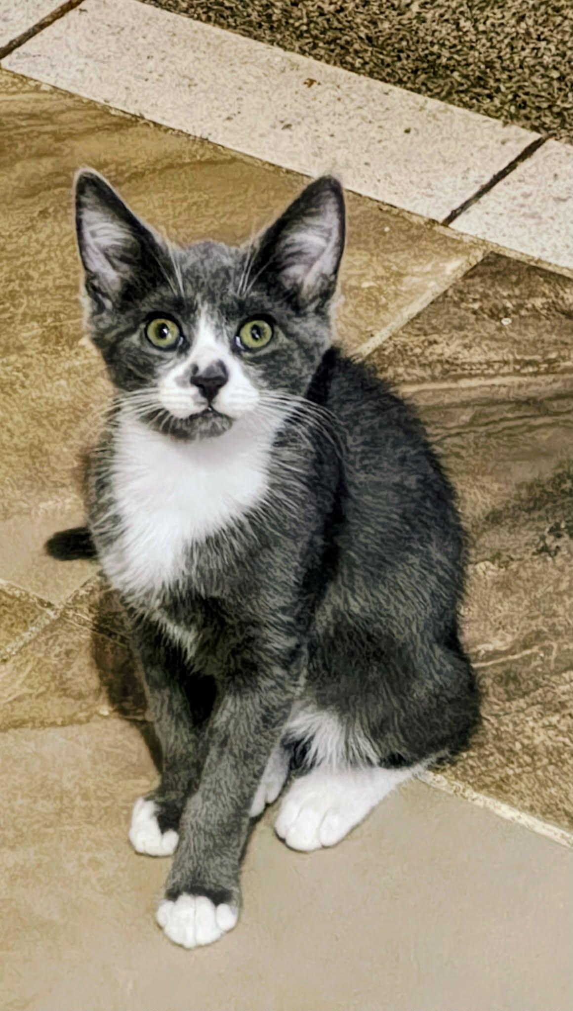 Enlarge Phin, a ADOPTABLE Domestic Short Hair in Springfield, PA image 3/6