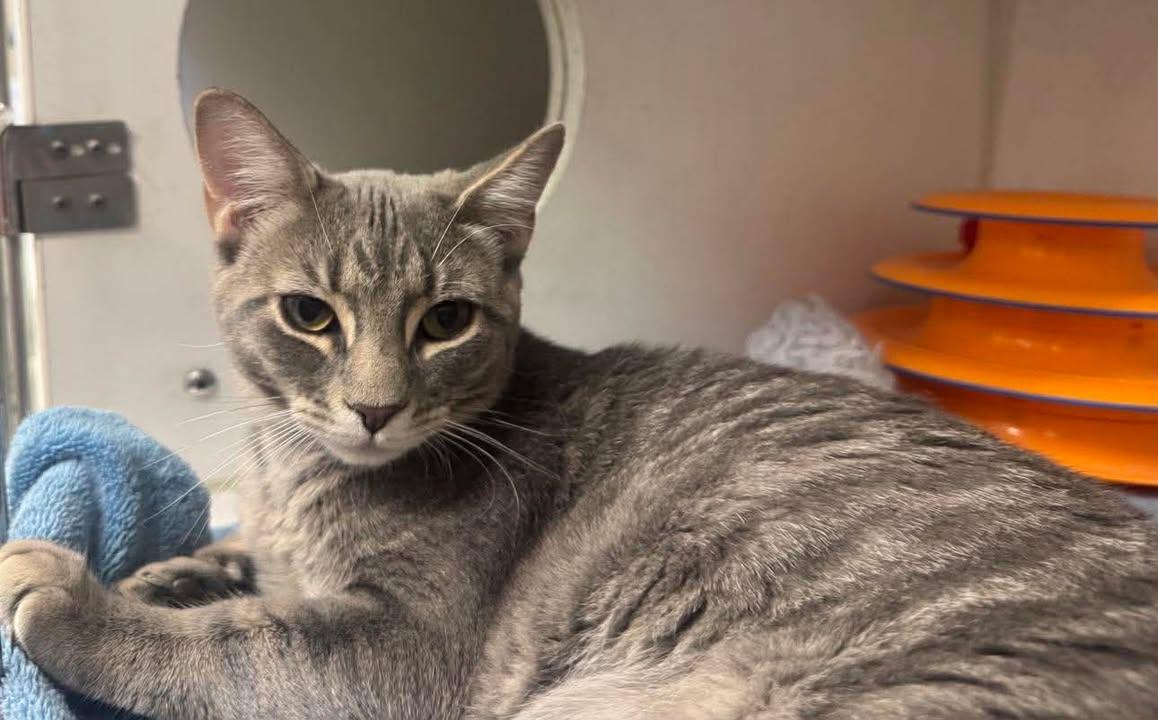 Enlarge Grace & Hope, a Adopted Domestic Short Hair in Stamford, CT image 1/2