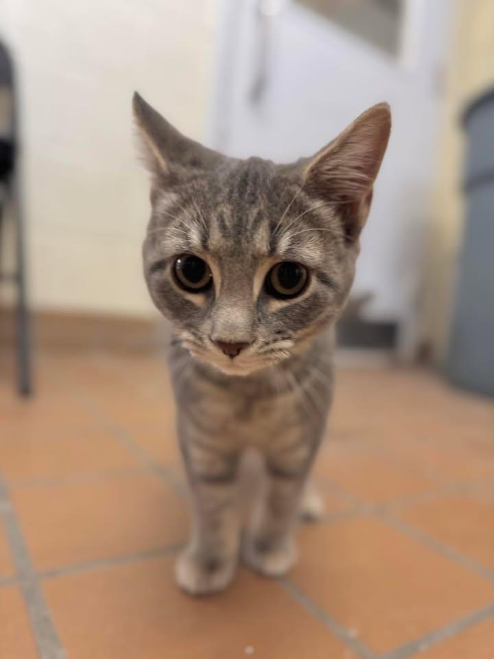 Enlarge Grace & Hope, a Adoptable Domestic Short Hair in Stamford, CT image 1/3