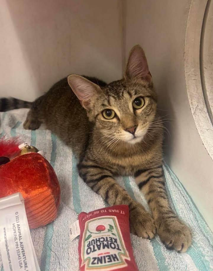 Enlarge Grace & Hope, a Adopted Domestic Short Hair in Stamford, CT image 2/2