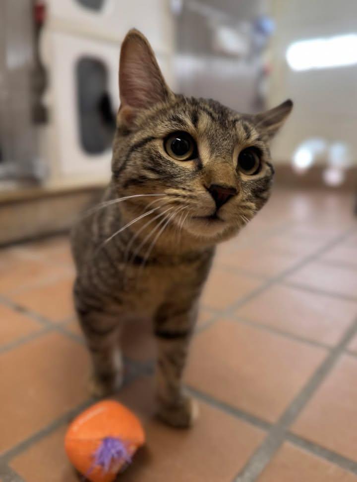 Enlarge Grace & Hope, a Adoptable Domestic Short Hair in Stamford, CT image 2/3