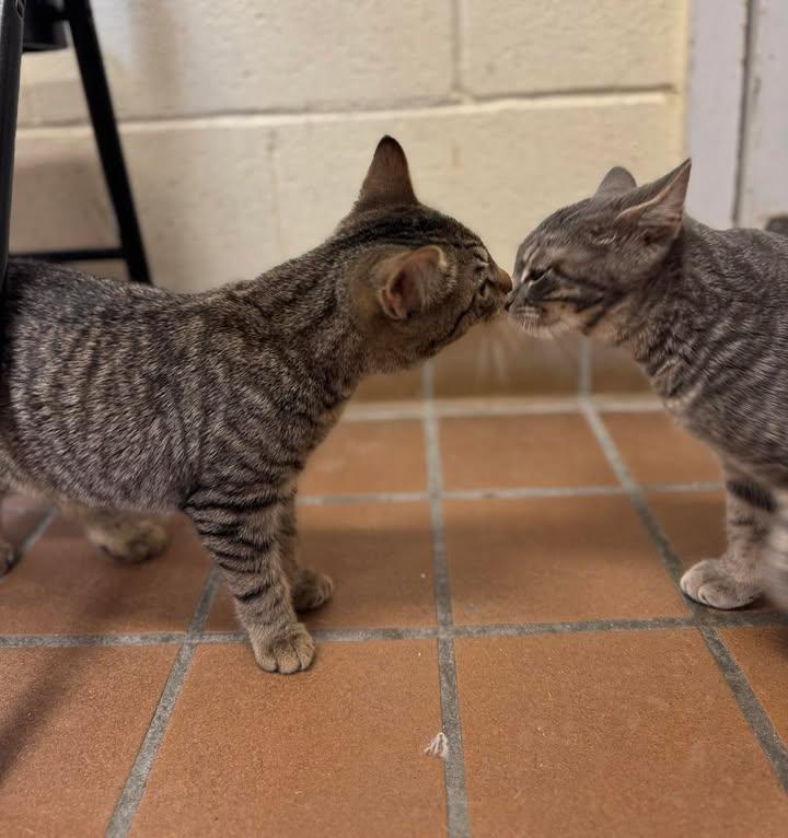 Enlarge Grace & Hope, a Adoptable Domestic Short Hair in Stamford, CT image 3/3