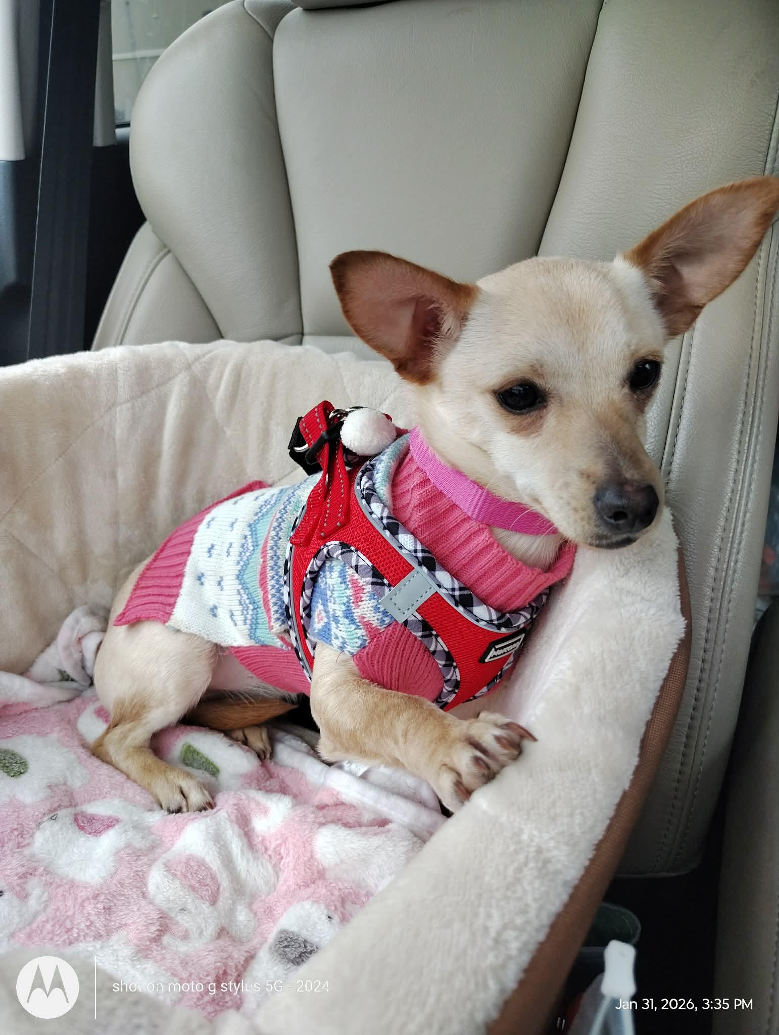 Holly, Adopted, Young Female Chihuahua.