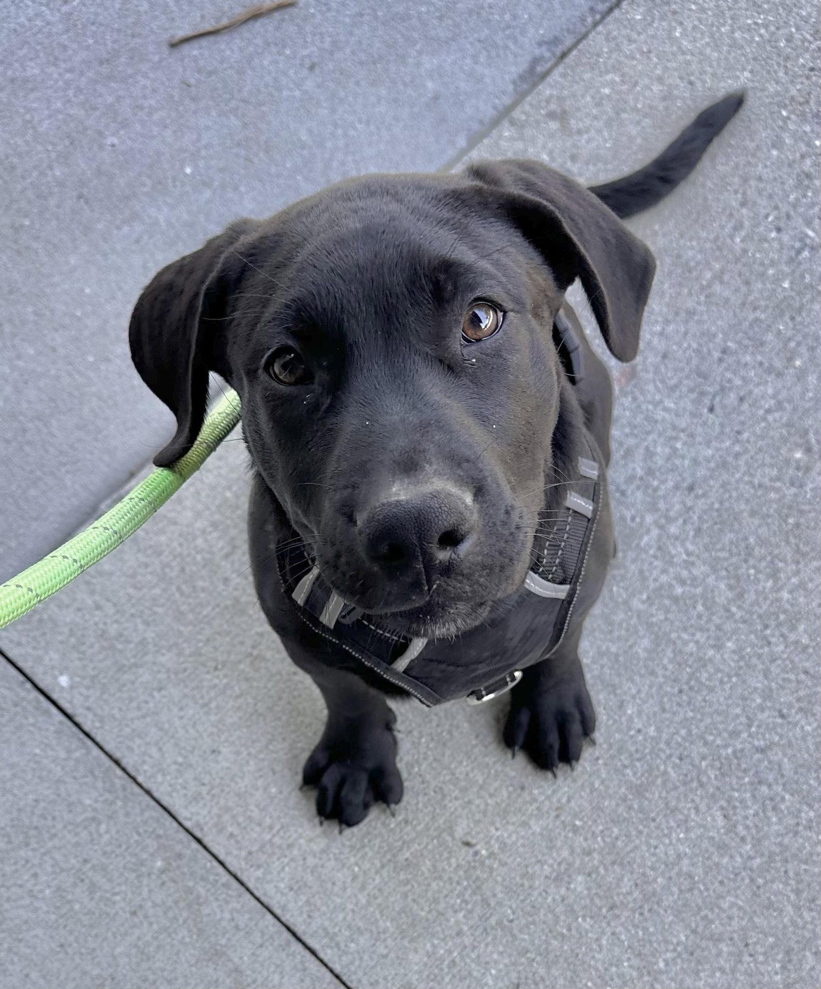 Enlarge Havarti, a Adoptable Labrador Retriever in Garner, NC image 1/3