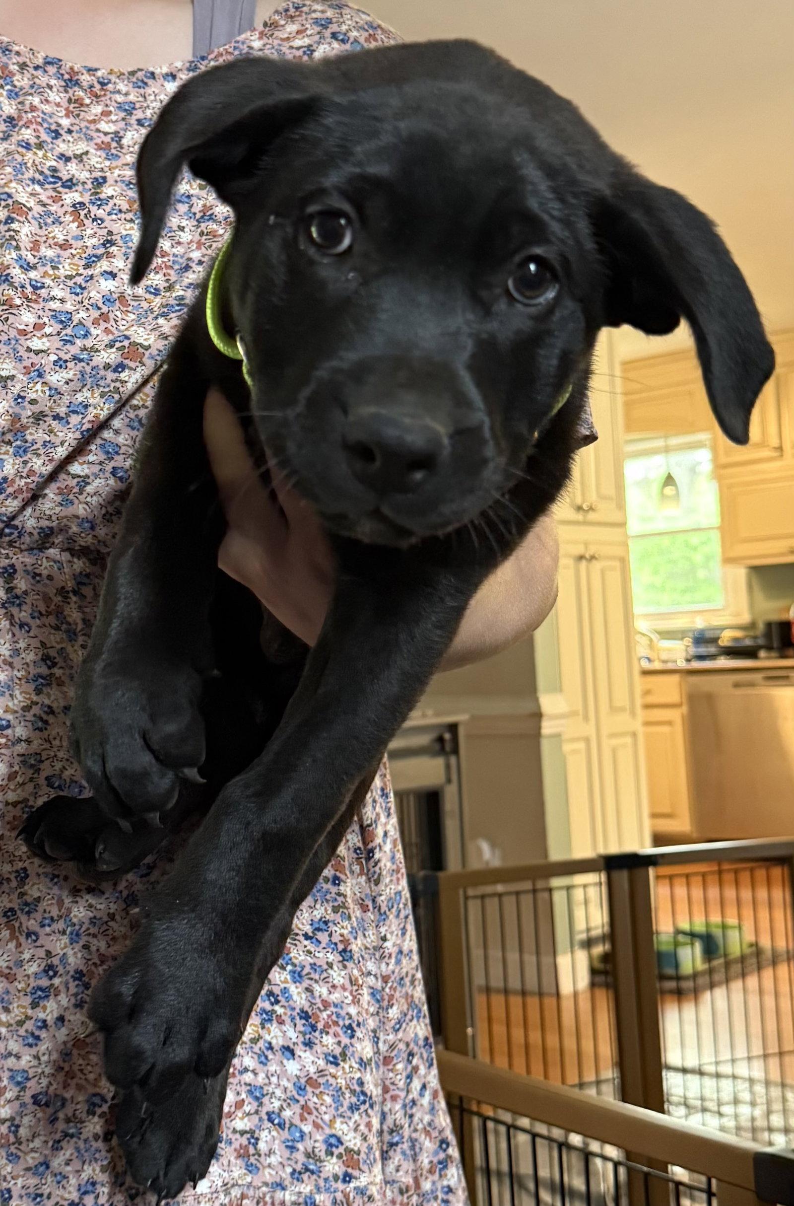 Havarti, Adoptable, Puppy Male Labrador Retriever.
