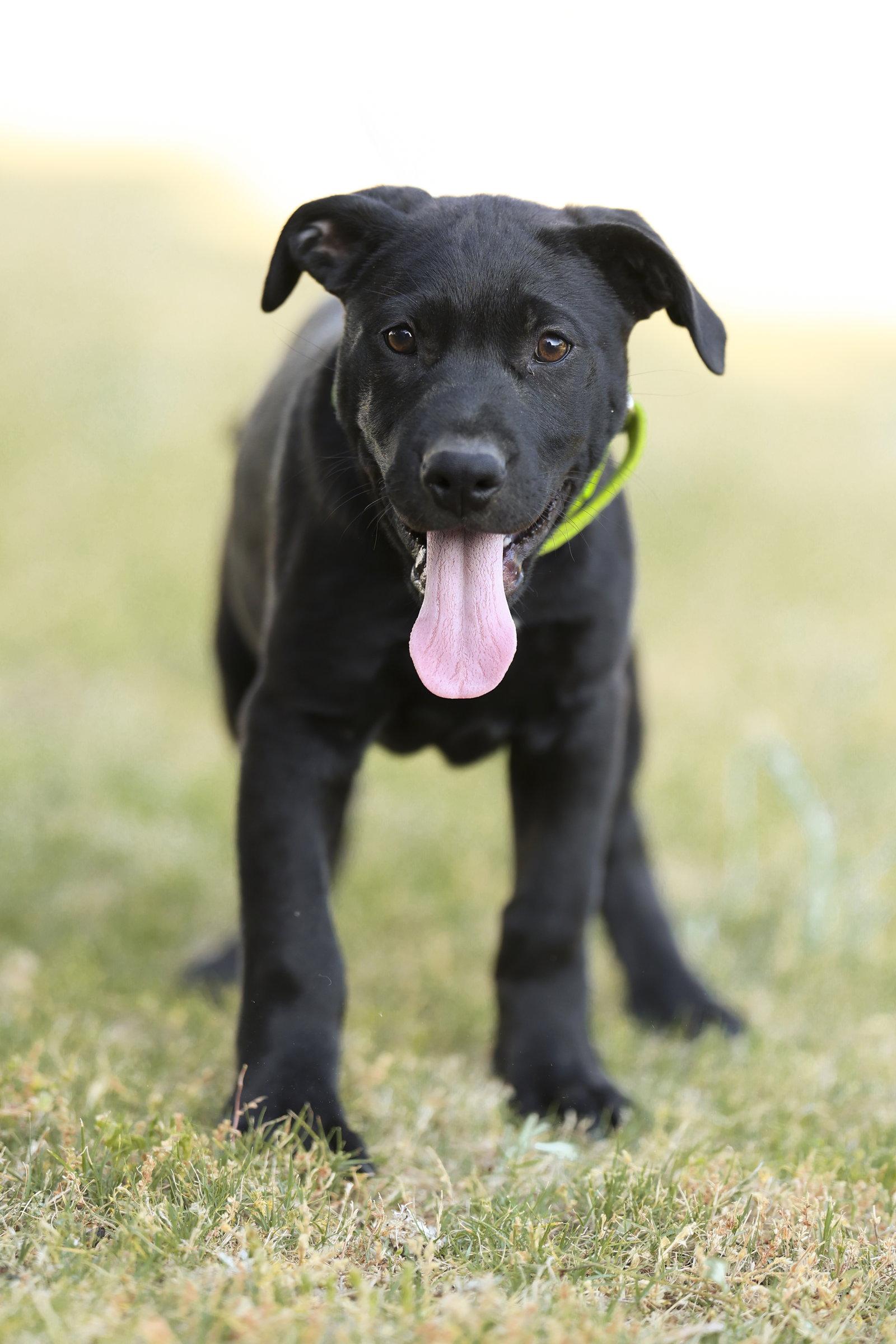 Enlarge Havarti, a Adoptable Labrador Retriever in Garner, NC image 3/3