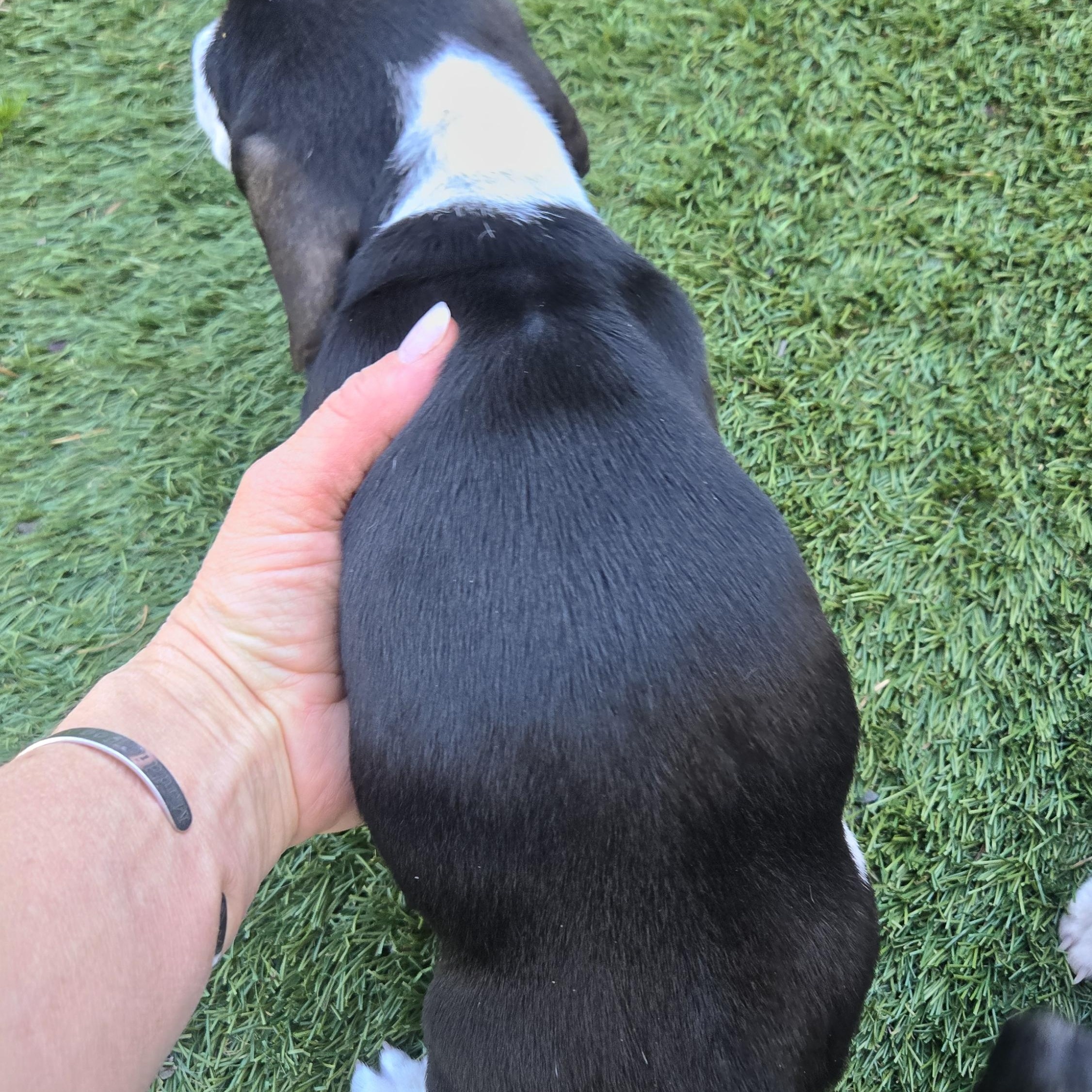 Enlarge Riley, an adopted Dachshund in Portland, OR image 2/2