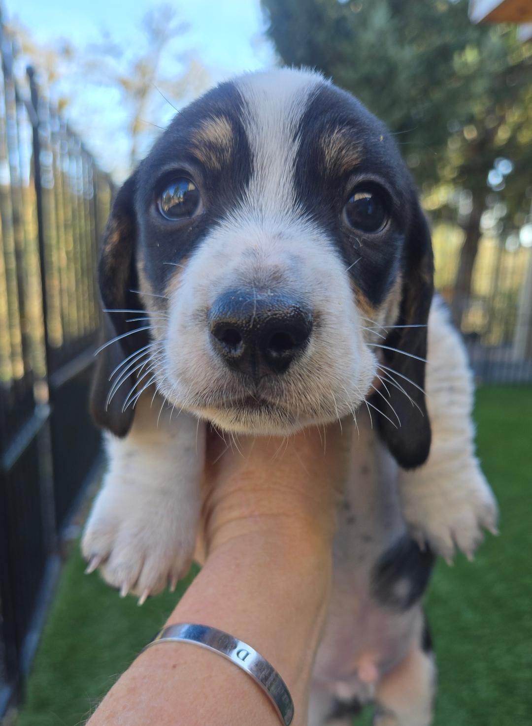 Enlarge Riley, an adopted Dachshund in Portland, OR image 1/2