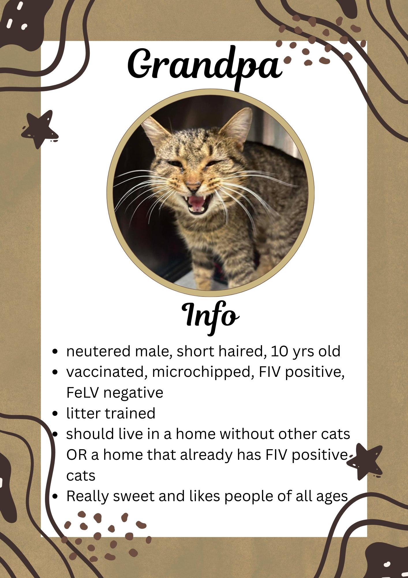 Enlarge Grandpa, a ADOPTABLE Domestic Short Hair in Greensburg, IN image 1/1