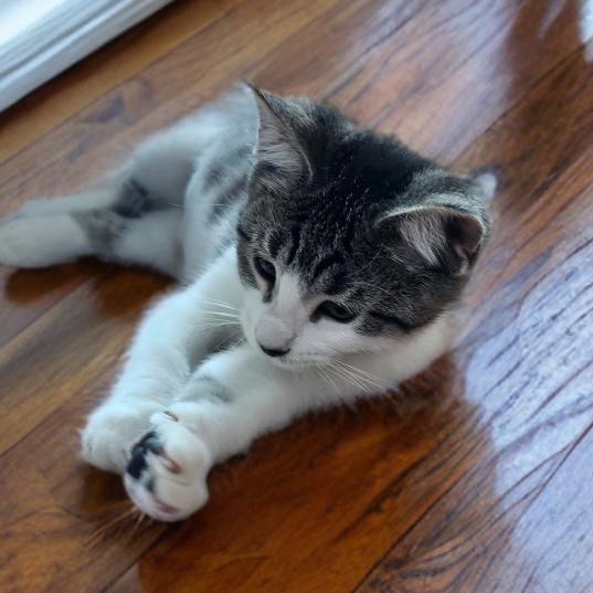 Scarlett, Adoptable, Kitten Female Domestic Short Hair.