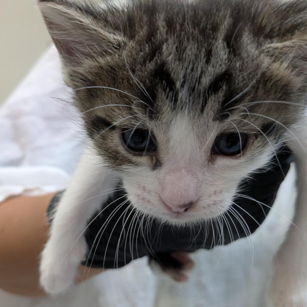 Scarlett, a Adoptable Domestic Short Hair in Mission Hills, CA image 2/4