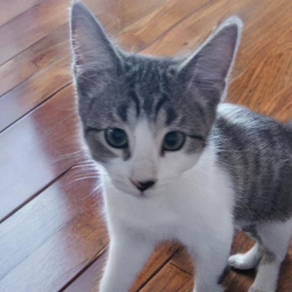 Scarlett, a Adoptable Domestic Short Hair in Mission Hills, CA image 4/4