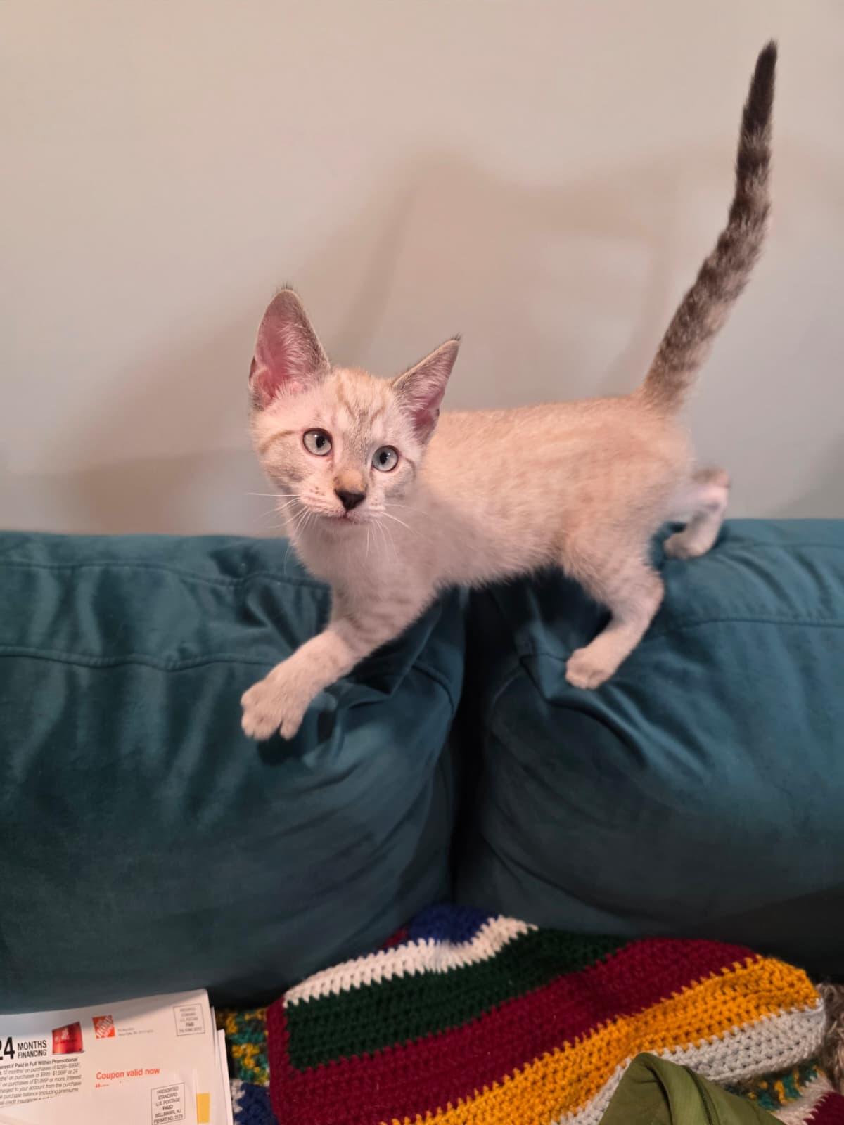 Enlarge Atlas, a Adoptable mixed breed in Chattanooga, TN image 1/6