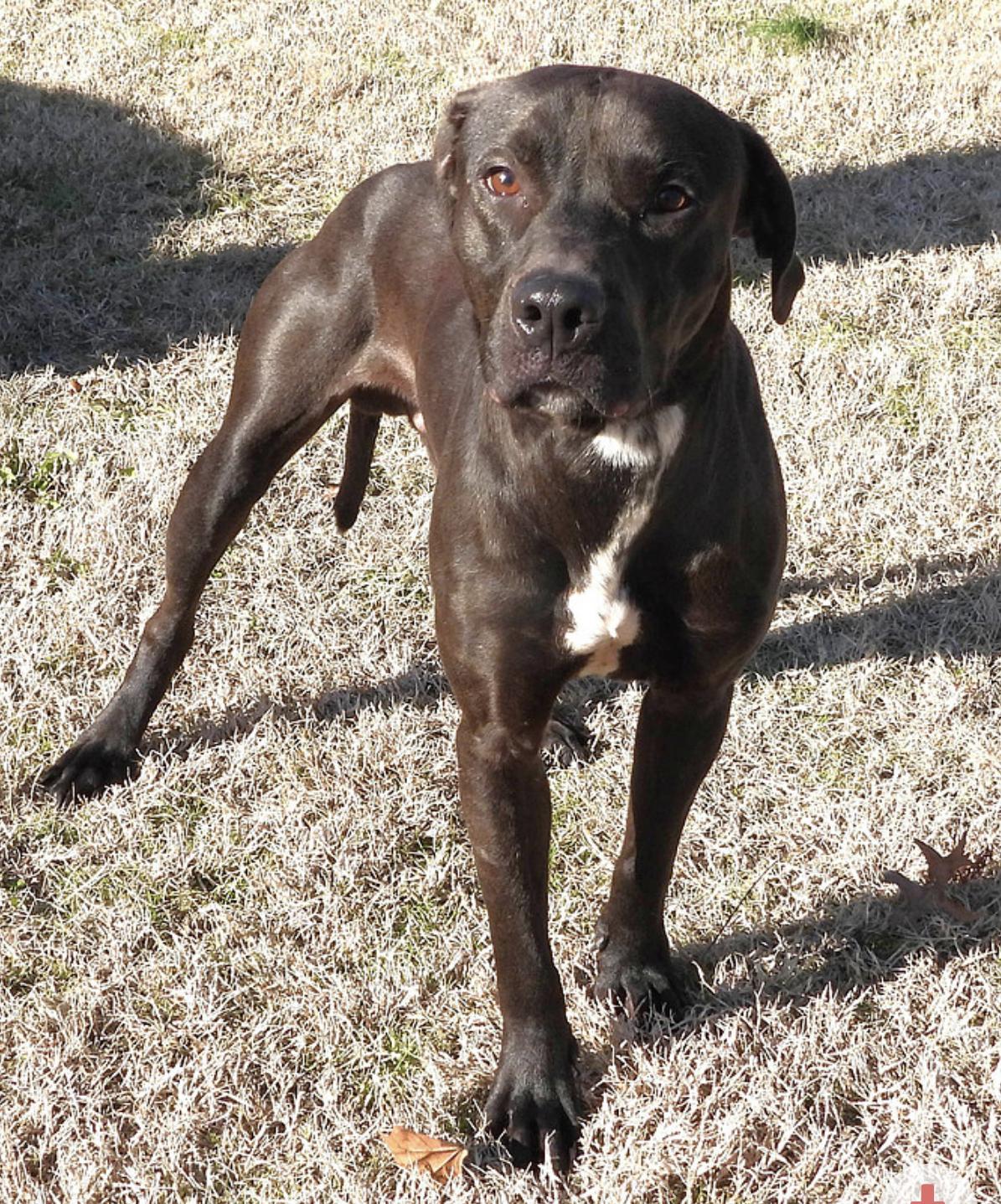 Whiskey, Adoptable, Adult Male Labrador Retriever.