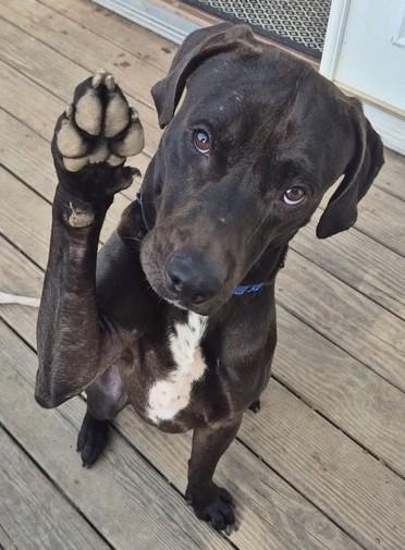 Enlarge Whiskey, a Adoptable Labrador Retriever in Knoxville, TN image 2/6