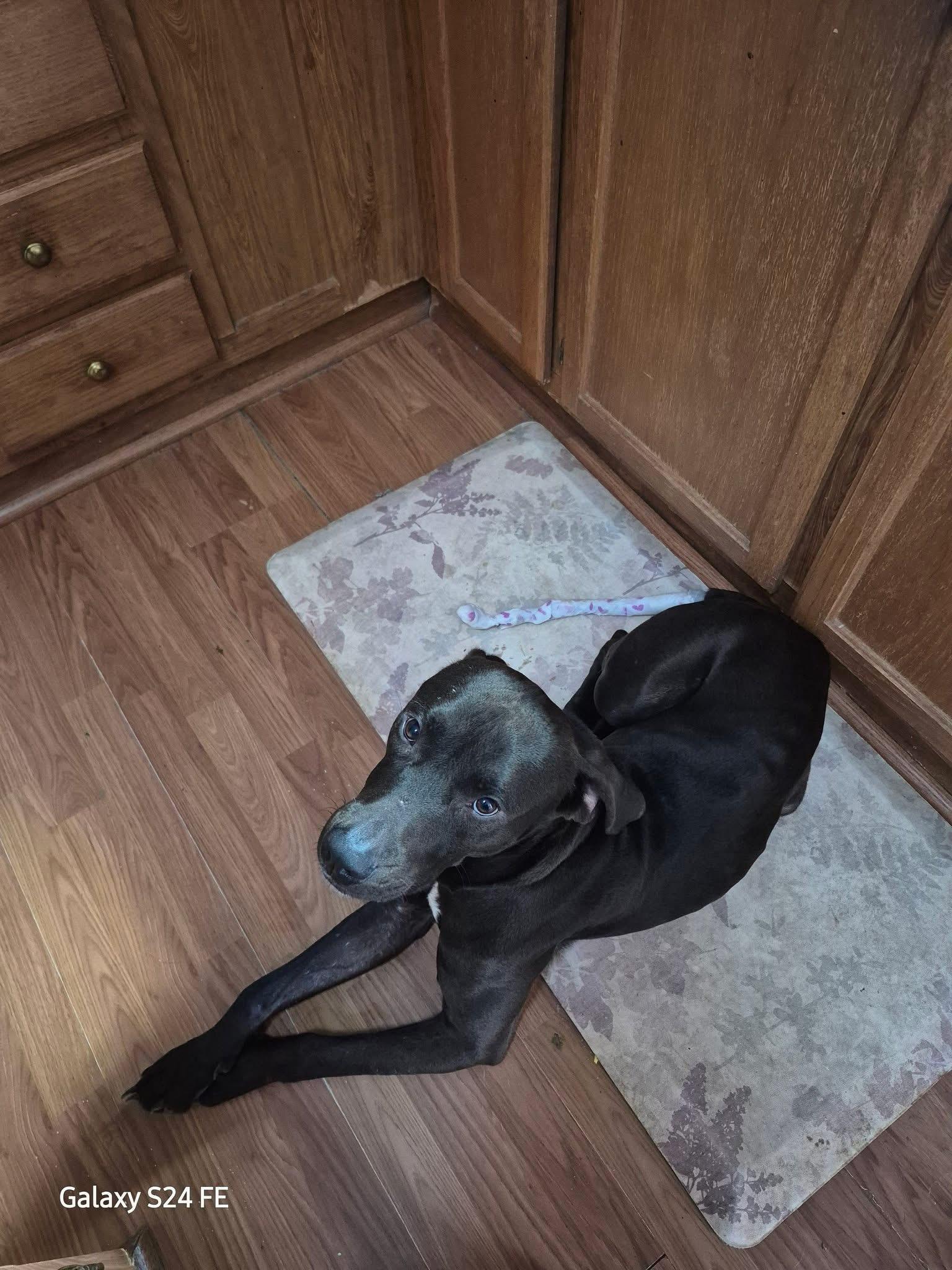 Enlarge Whiskey, a Adoptable Labrador Retriever in Knoxville, TN image 3/6