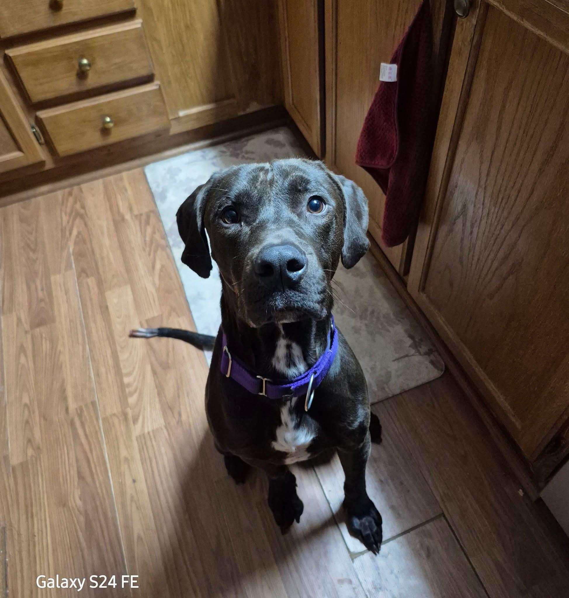 Enlarge Whiskey, a Adoptable Labrador Retriever in Knoxville, TN image 4/6