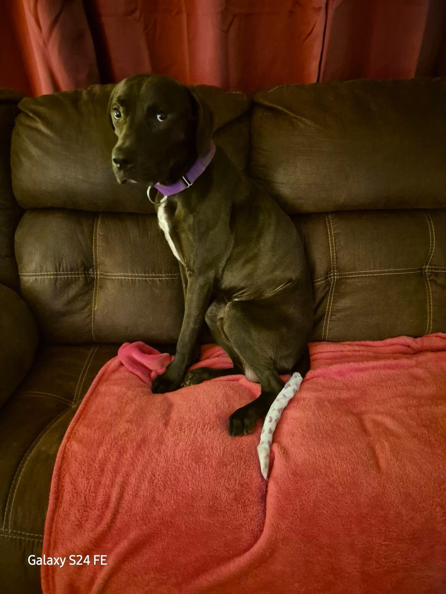 Enlarge Whiskey, a Adoptable Labrador Retriever in Knoxville, TN image 5/6