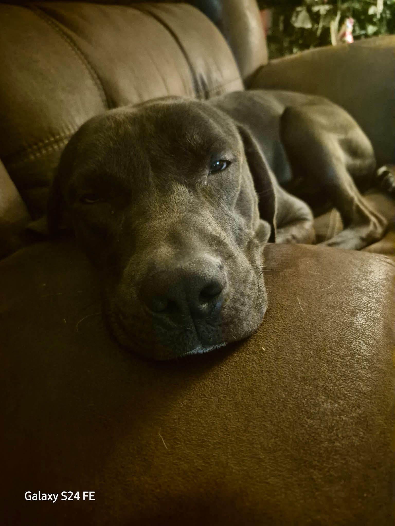 Enlarge Whiskey, a Adoptable Labrador Retriever in Knoxville, TN image 6/6