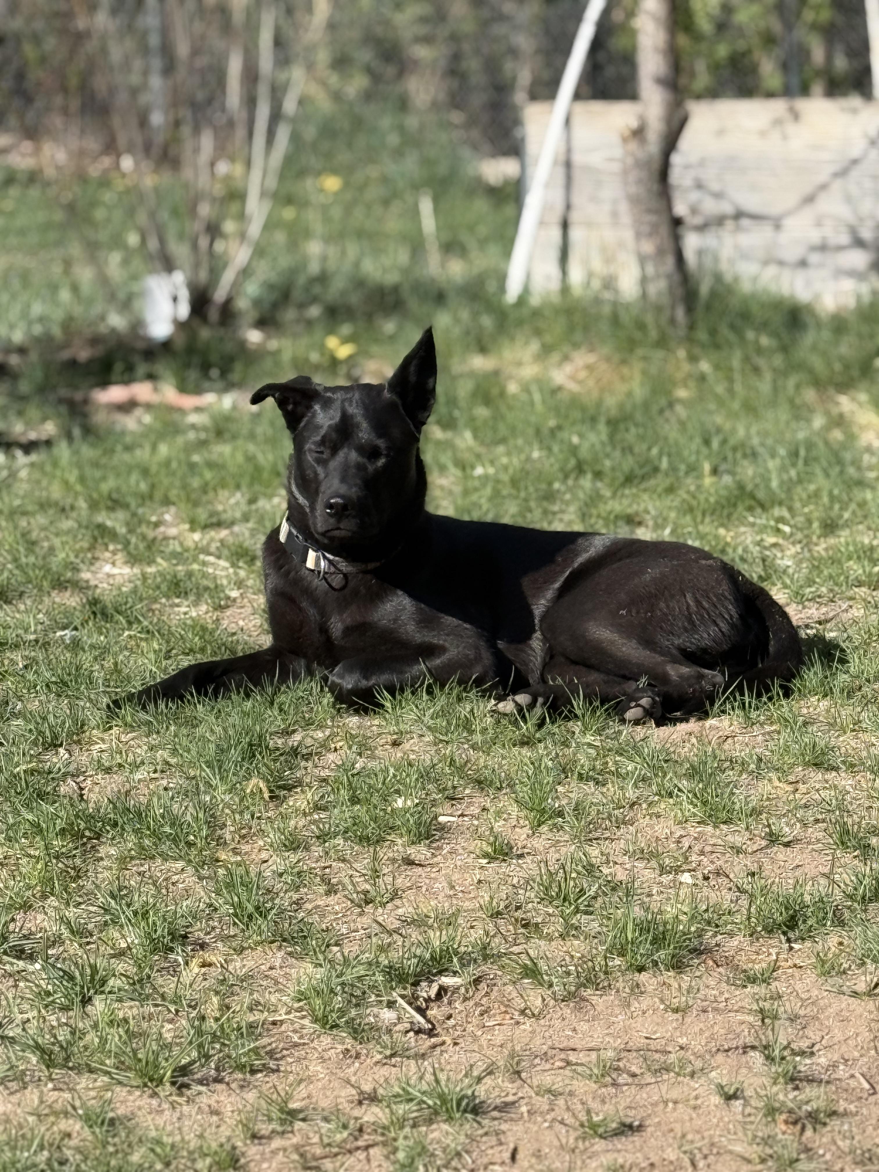 Sirius, Adoptable, Young Male Siberian Husky.