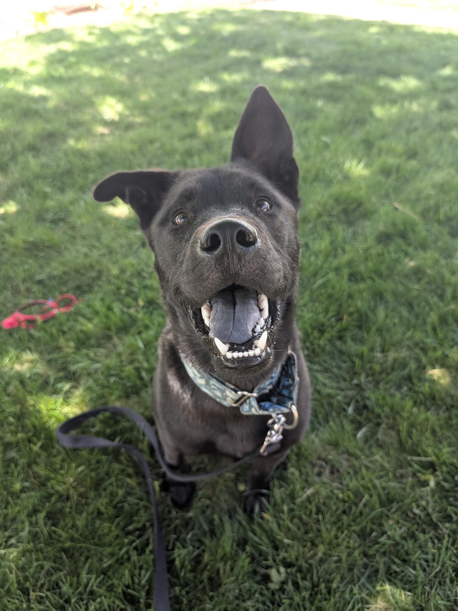 Sirius, a Adoptable Siberian Husky in Omaha, NE image 2/3