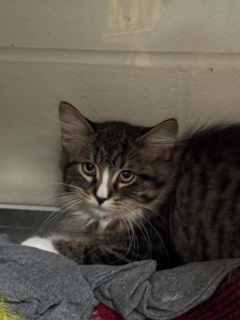 Eraser, Adoptable, Kitten Male Domestic Medium Hair.