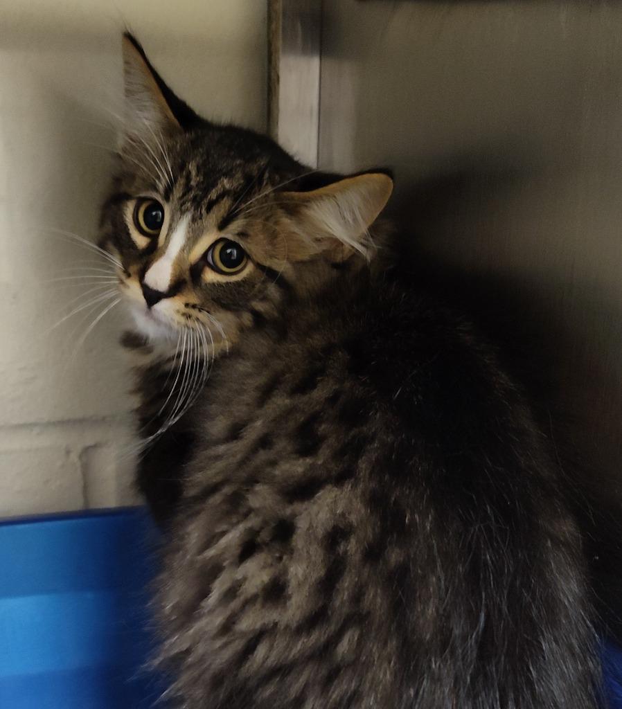 Enlarge Eraser, a Adoptable mixed breed in Grand Forks, ND image 2/2