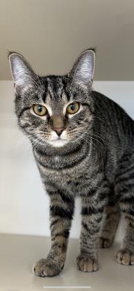 Enlarge Alice, a Adoptable mixed breed in Winchester, VA image 1/1