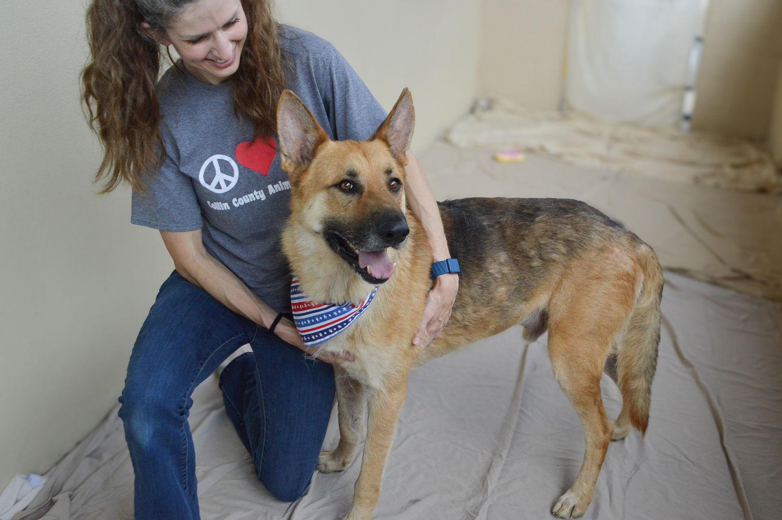 Duke, Adopted, Adult Male German Shepherd Dog.