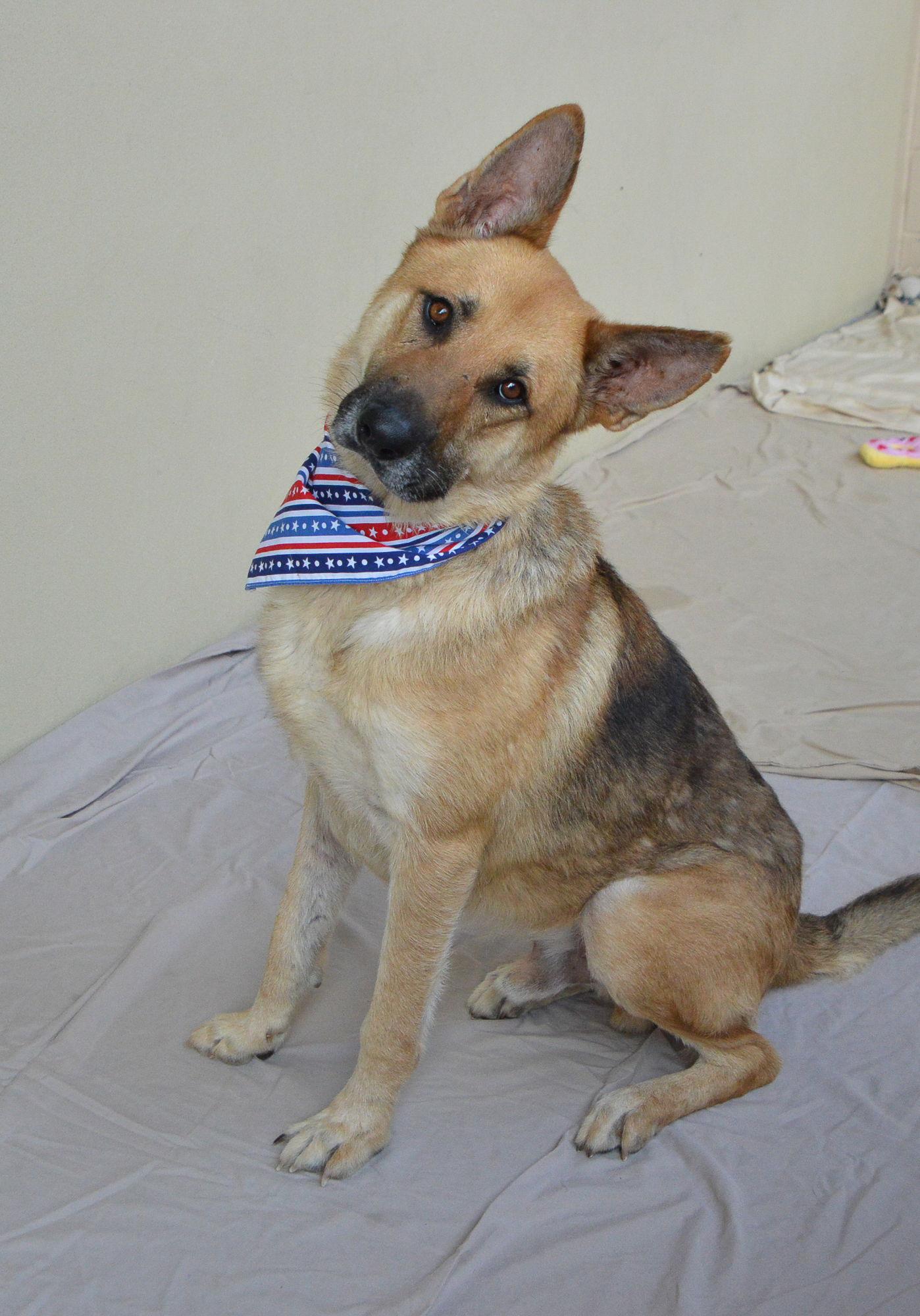 Enlarge Duke, a Adopted German Shepherd Dog in McKinney, TX image 2/3