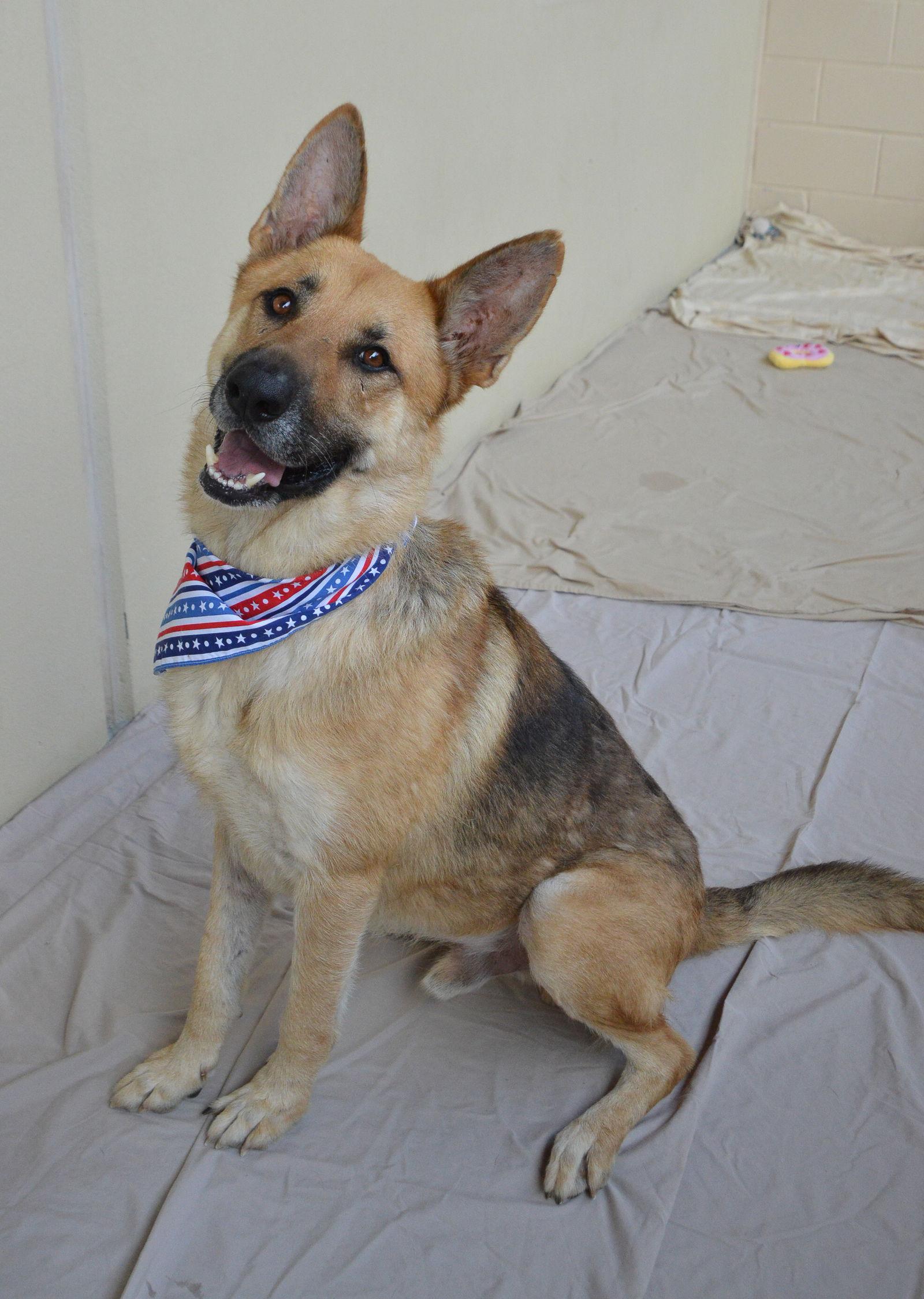 Enlarge Duke, a Adopted German Shepherd Dog in McKinney, TX image 3/3