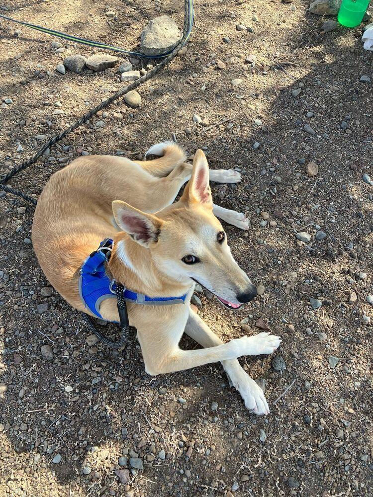 Isla, Adoptable, Young Female Vizsla & Saluki.
