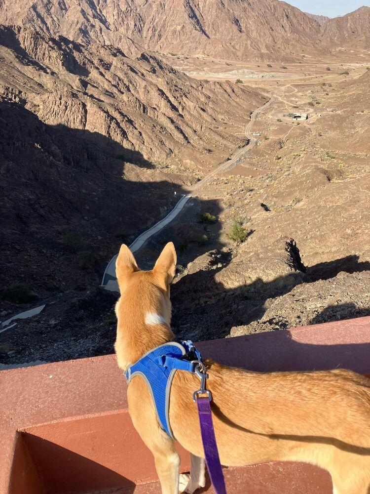 Isla, a Adoptable mixed breed in Statesville, NC image 2/4