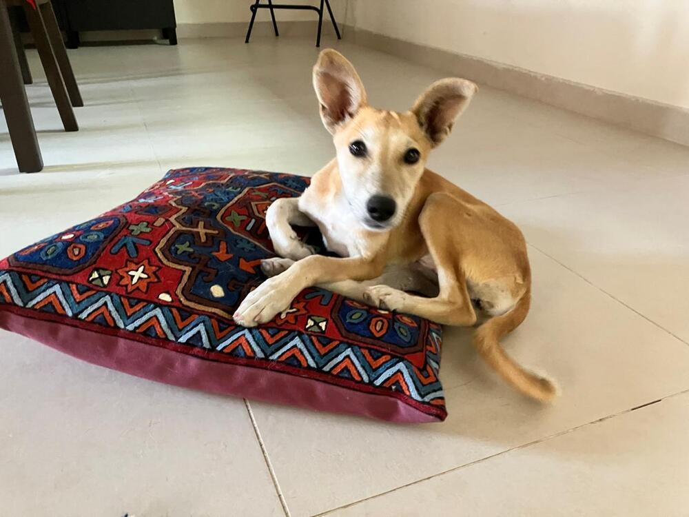 Isla, a Adoptable mixed breed in Statesville, NC image 3/4