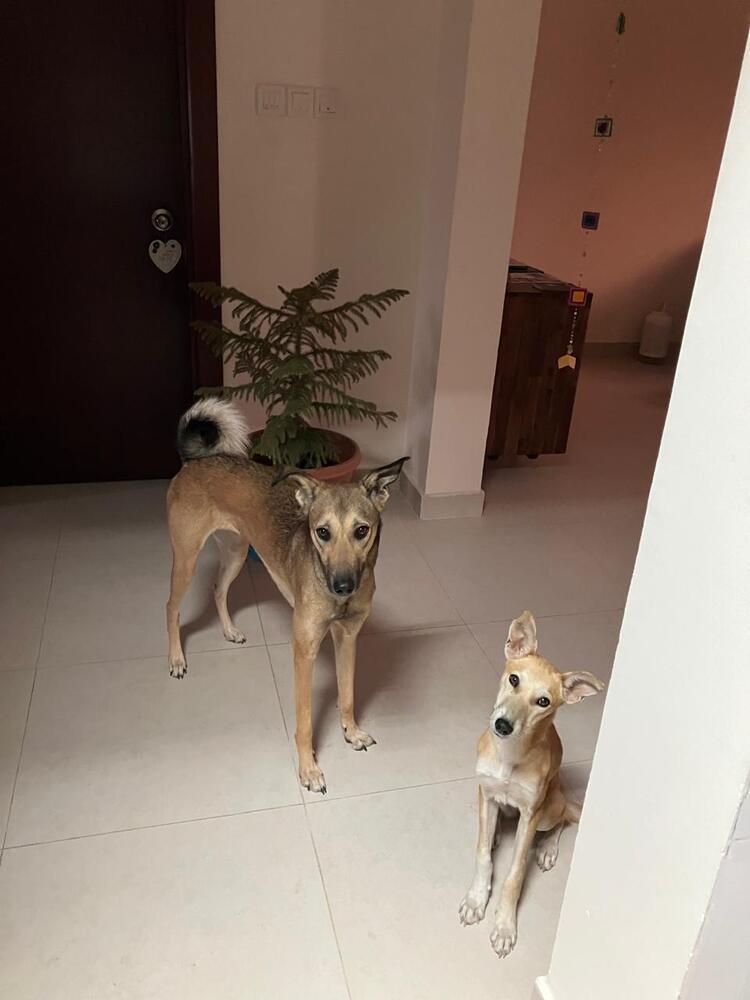 Isla, a Adoptable mixed breed in Statesville, NC image 4/4