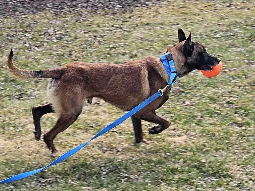 Enlarge Ziggy - Located in IL, a Adoptable Belgian Shepherd / Malinois in Imlay City, MI image 1/6