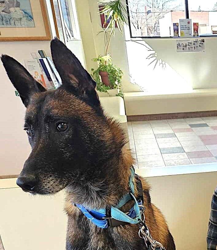 Ziggy - Located in IL — thumbnail 2