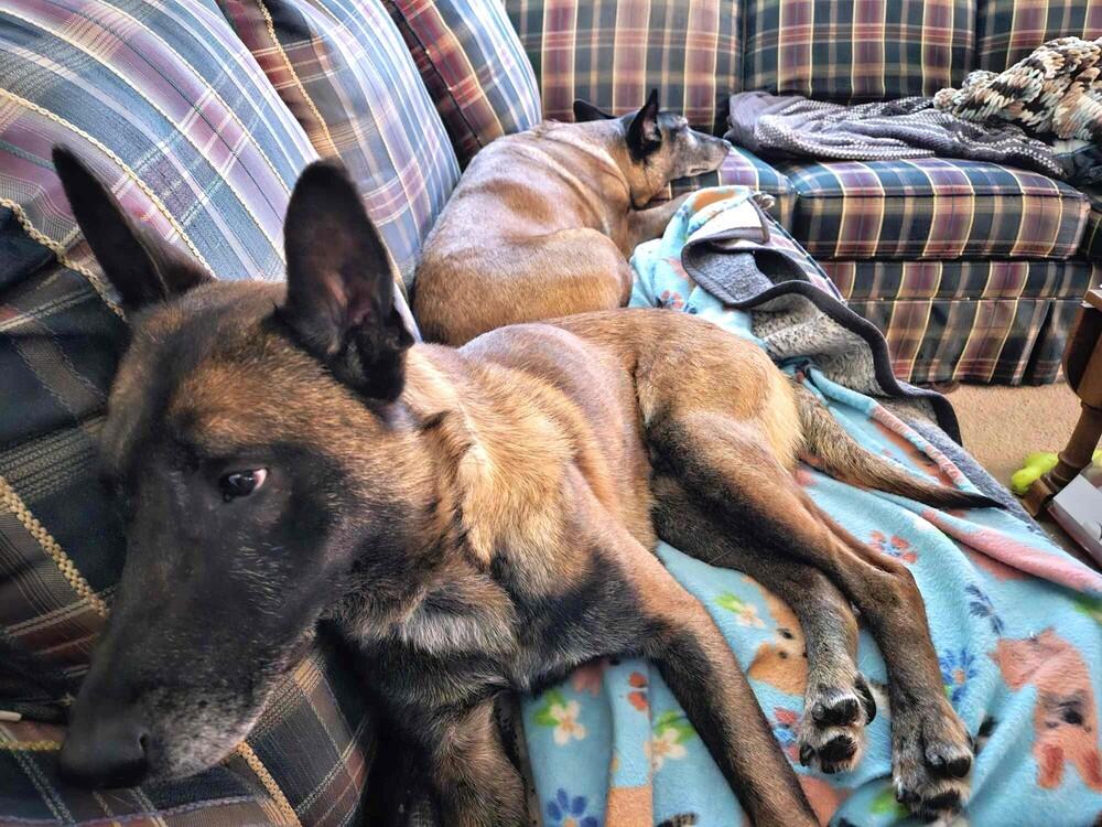 Ziggy - Located in IL — thumbnail 3