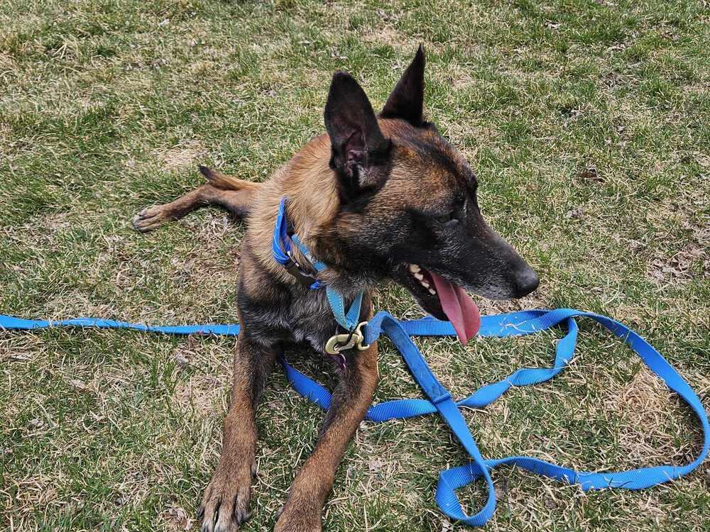 Enlarge Ziggy - Located in IL, a Adoptable Belgian Shepherd / Malinois in Imlay City, MI image 4/6