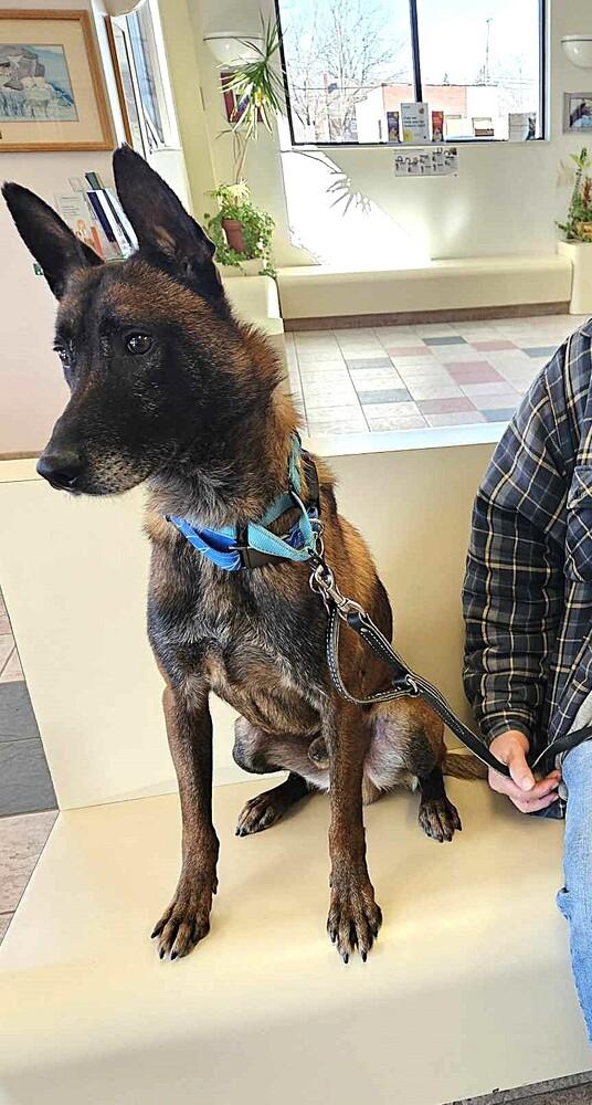 Enlarge Ziggy - Located in IL, a Adoptable Belgian Shepherd / Malinois in Imlay City, MI image 5/6