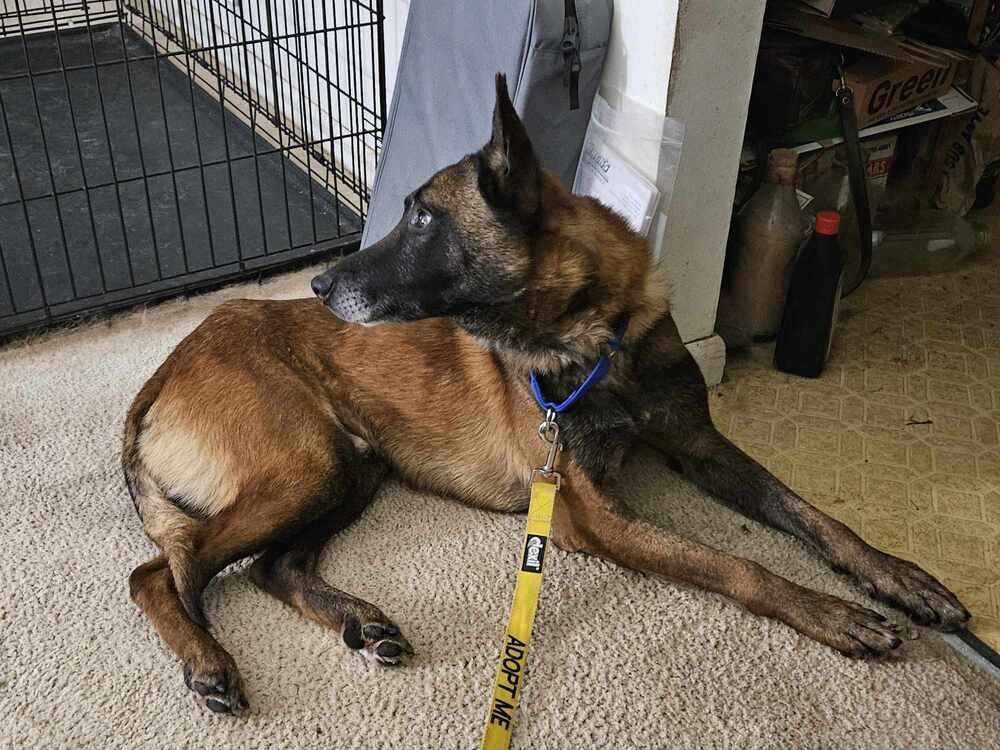 Ziggy - Located in IL — thumbnail 6