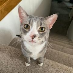 Fir--In Foster, Adoptable, Adult Female Domestic Short Hair.