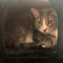 Enlarge Fir--In Foster, a Adoptable Domestic Short Hair in Fargo, ND image 1/6