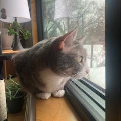 Enlarge Fir--In Foster, a Adoptable Domestic Short Hair in Fargo, ND image 3/6