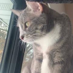 Enlarge Fir--In Foster, a Adoptable Domestic Short Hair in Fargo, ND image 4/6