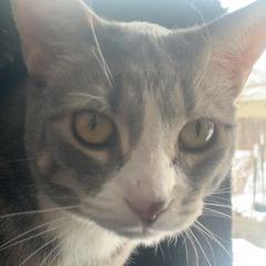 Enlarge Fir--In Foster, a Adoptable Domestic Short Hair in Fargo, ND image 5/6