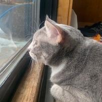 Enlarge Fir--In Foster, a Adoptable Domestic Short Hair in Fargo, ND image 6/6