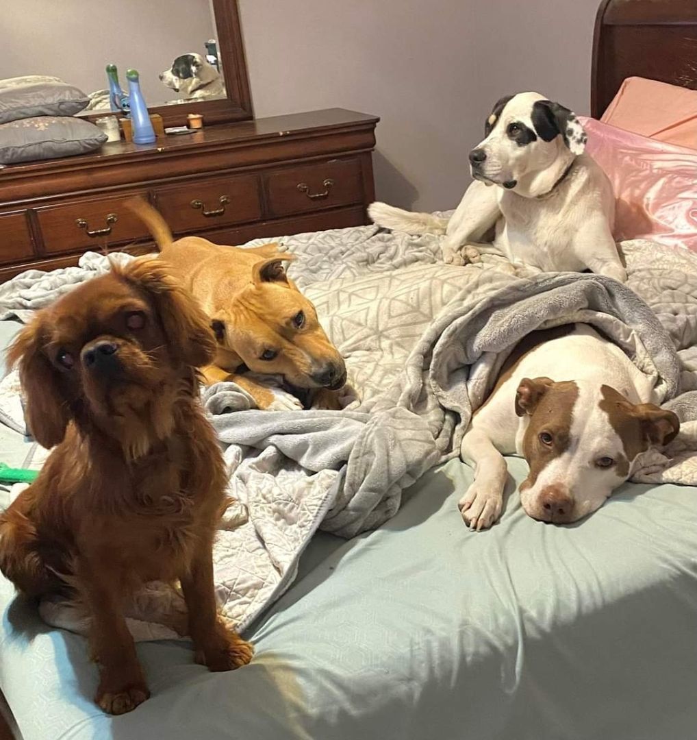 Enlarge Truman, a Adoptable American Staffordshire Terrier in Lexington, MO image 1/6