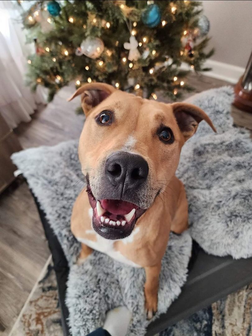 Enlarge Truman, a Adoptable American Staffordshire Terrier in Lexington, MO image 2/6